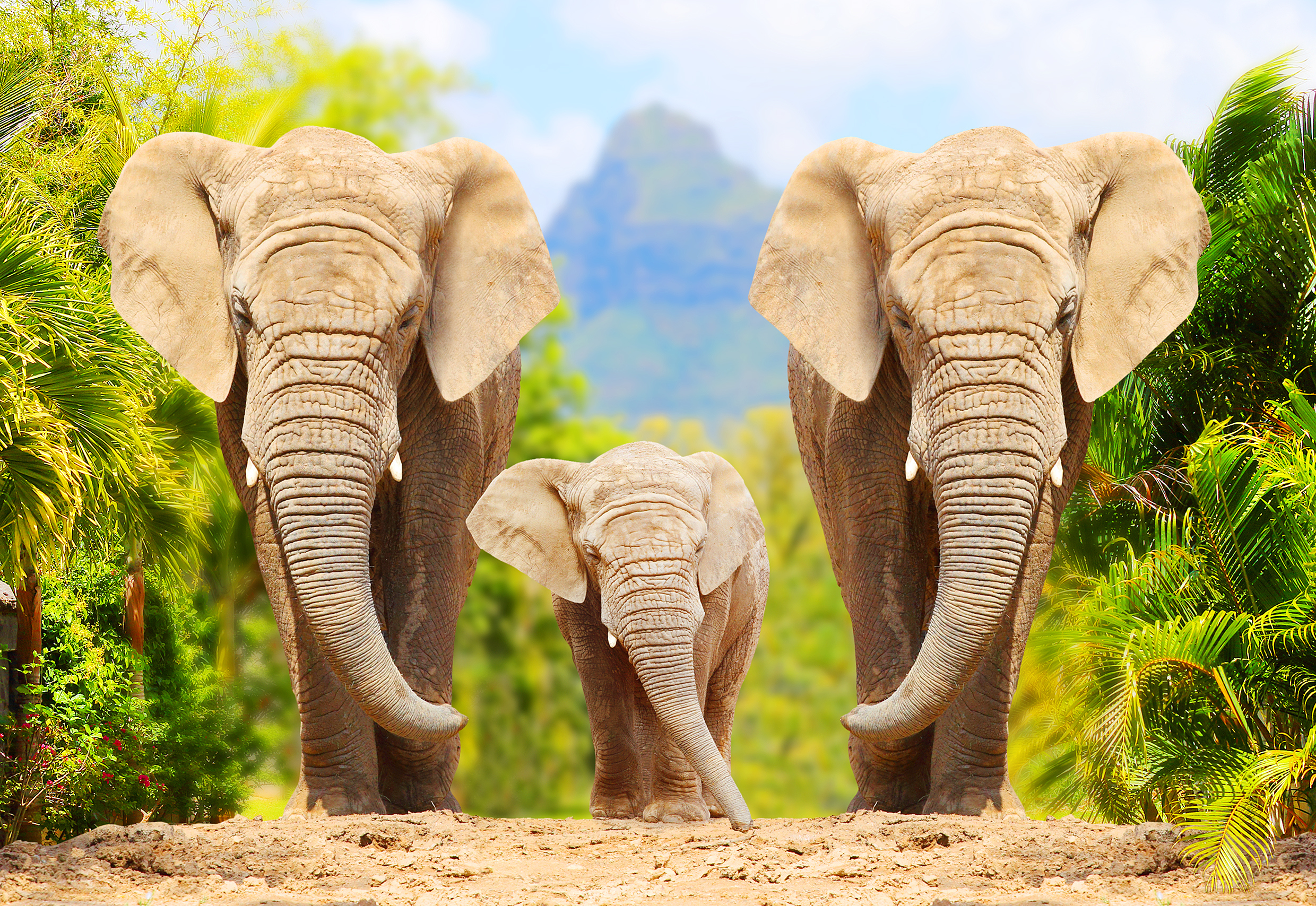 Three elephants, two large and one small, walk towards the camera on a dirt path. Lush green foliage surrounds them, and there is a mountain visible in the background under a blue sky with scattered clouds.