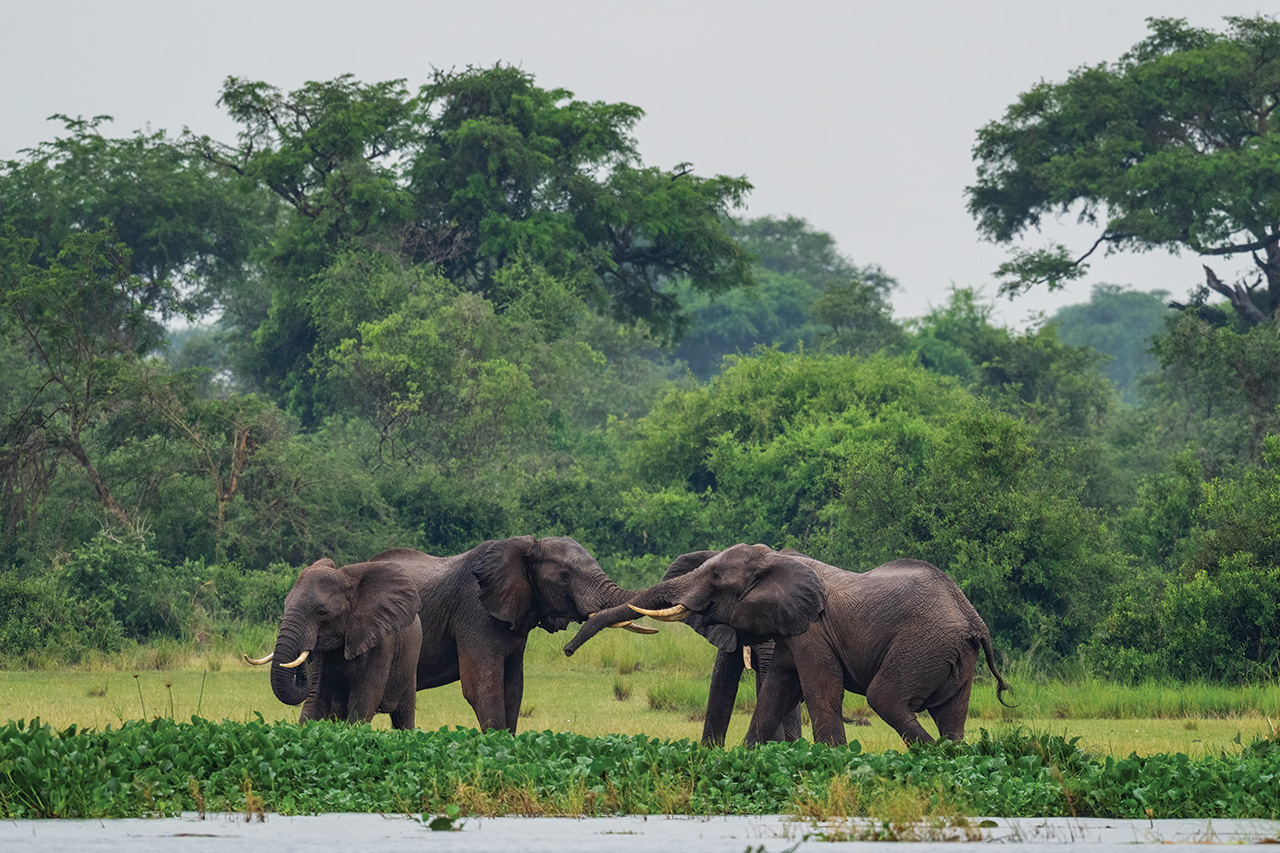 two elephants in the wild